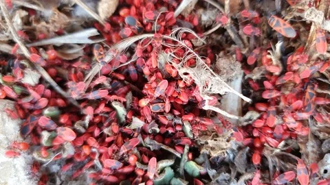 Red beetles Stock Footage 164555967