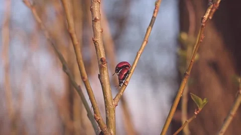 Red beetles mating on branches. Spring time. 4K Stock Footage 270486238