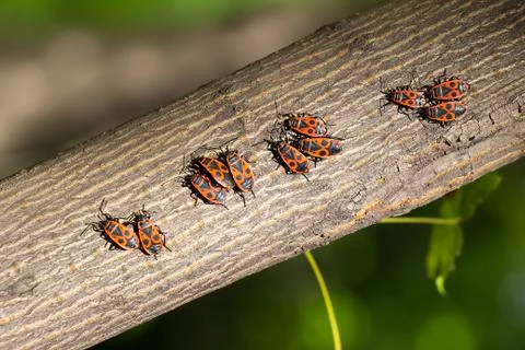 Red Beetles sit on the bark of a tree 写真素材