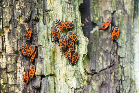 Red beetles sit on the bark of a tree Stock Photos