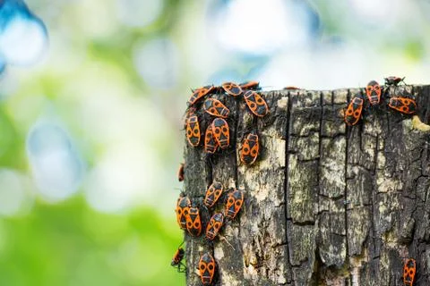 Red beetles sit on the bark of a tree Foto stock