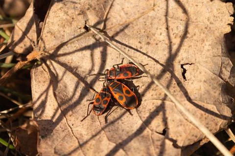 Red beetles on a wedge-shaped leaf. Macro photography of wildlife Stock Photos