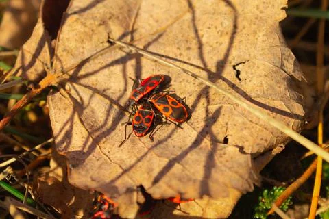Red beetles on a wedge-shaped leaf. Macro photography of wildlife Stock Photos