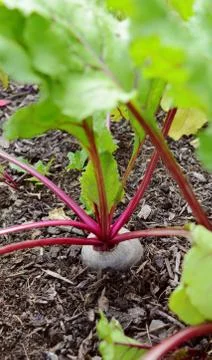 Red beetroot growing in a vegetable garden Stock Photos