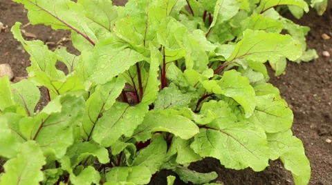 Red beetroot plants growing in organic garden video footage Stock Footage 53860956