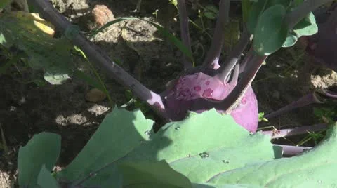 Red beetroots in the garden 스톡 동영상 11888334