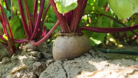 Red beetroots, organic beets with leaves on soil background Stock Footage 137981453
