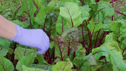 Red beets with green tops Stock Footage 314844271