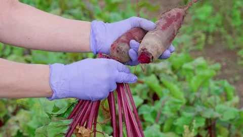 Red beets with green tops Stock Footage 314844276