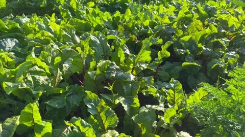 Red beets grow in the field Stock Footage 247221761