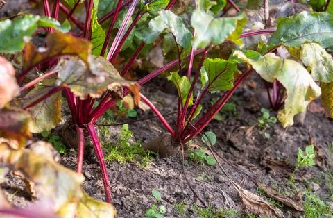 Red beets with tops on a vegetable patch in the yard of a cottage. Stock Photos