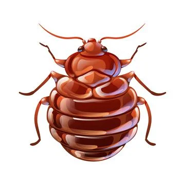 Red begbug, macro vector illustration in cartoon Stock Illustration
