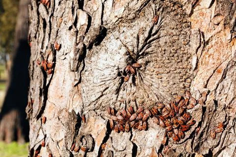 Red begbugs on the tree Stock-Fotos