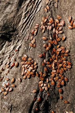 Red begbugs on the tree Stock Photos