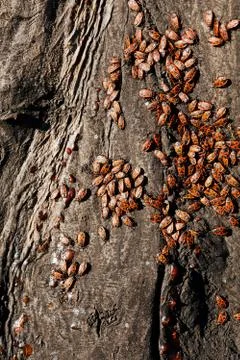 Red begbugs on the tree Stock Photos