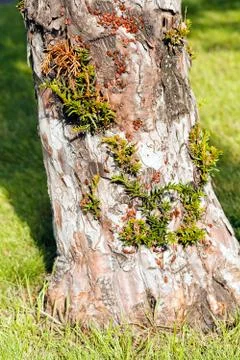 Red begbugs on the tree Stock Photos