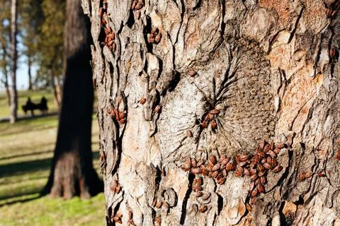 Red begbugs on the tree Stock Photos