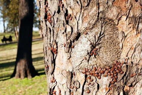 Red begbugs on the tree Stock Photos