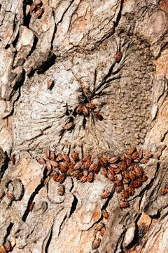 Red begbugs on the tree Stock Photos
