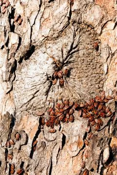 Red begbugs on the tree Stock Photos