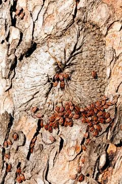 Red begbugs on the tree Stock Photos