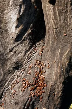 Red begbugs on the tree Stock Photos