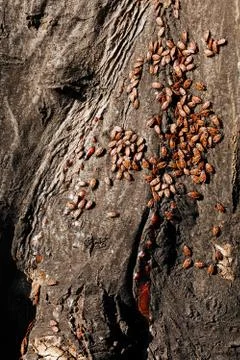 Red begbugs on the tree Stock Photos