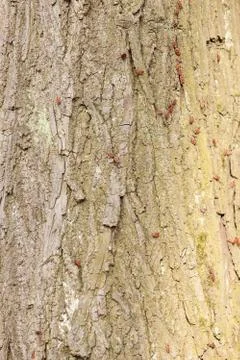 Red begbugs on the tree Stock Photos