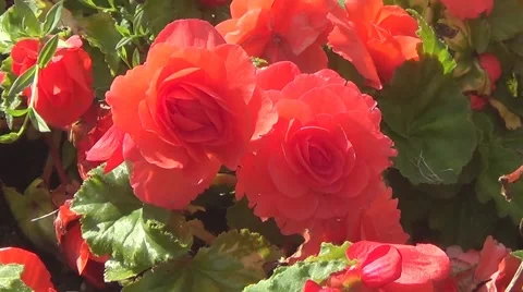 Red begonia Stock Footage 59907179