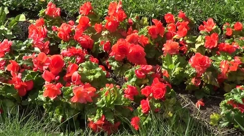 Red begonia Stock Footage 59907183