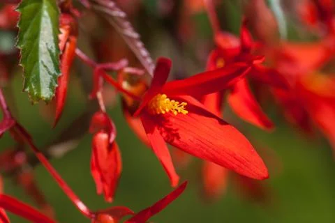 Red begonia Stock Photos