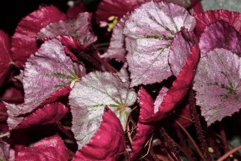 Red begonia 写真素材