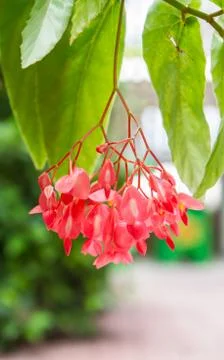 Red begonias Stock Photos
