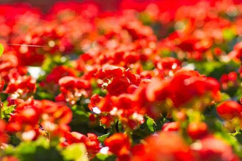 Red begonias Stock Photos