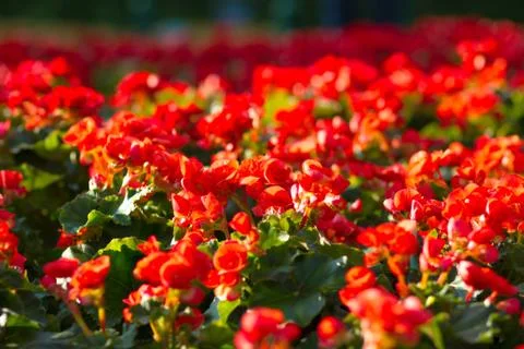 Red begonias Stock Photos