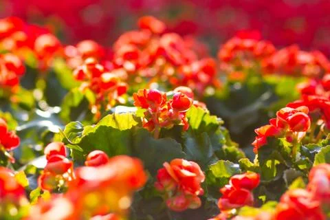 Red begonias Stock Photos