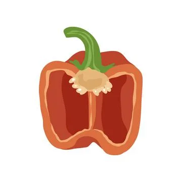 Red bell pepper Cross Section Stock Illustration