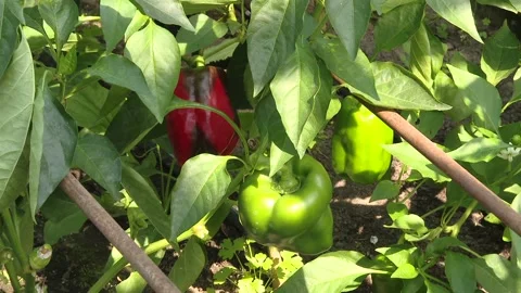 Red bell pepper grows in the garden Video stock 100641651