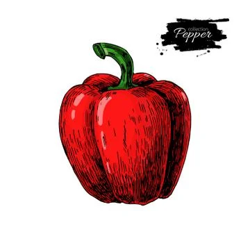 Red  Bell Pepper hand drawn vector illustration. Vegetable Isola Stock Illustration