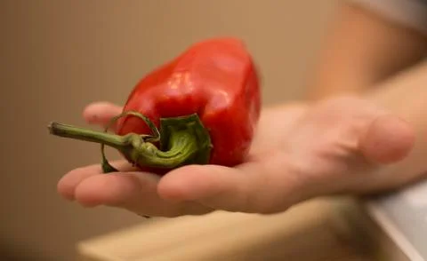 Red bell pepper in the hand Stock Photos