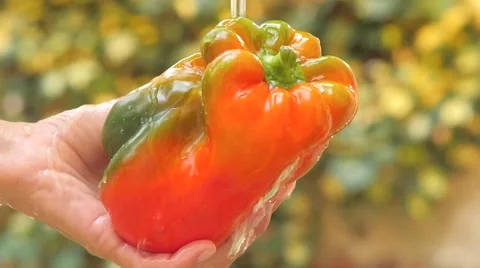 Red bell pepper in hand under flowing water slow motion 스톡 동영상 41390415