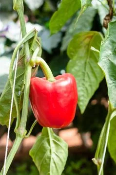 The red bell pepper hanging on tree in farm Stock Photos