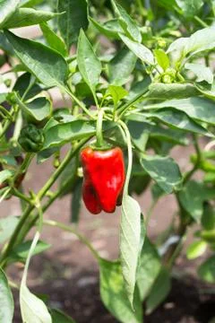 Red bell pepper Stock Photos