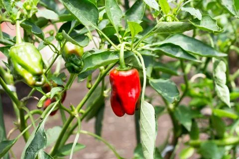 Red bell pepper Stock Photos
