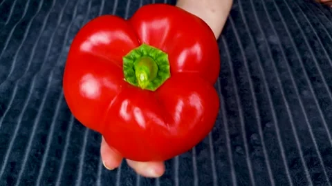 Red bell pepper, raw uncooked vegetable large sweet pepper woman holding. Stock Footage 312517431