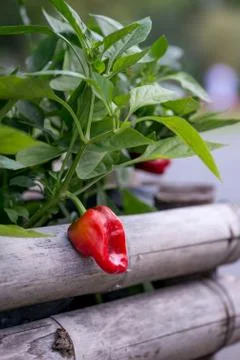 Red bell pepper on a stem Stock Photos