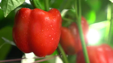 Red Bell Peppers growing fresh in a farm-to-table organic garden Stock Footage 171063273