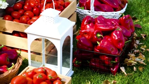 Red bell peppers in a wicker basket, a box of ripe tomatoes. Stock Footage 339765596
