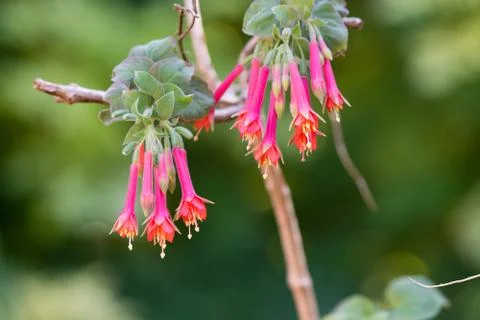 Red bell shape flowers macro closeup with bokeh Stock Photos