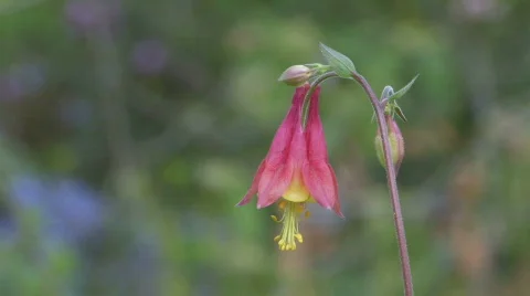Red Bell-shaped flower Stock Footage 113119